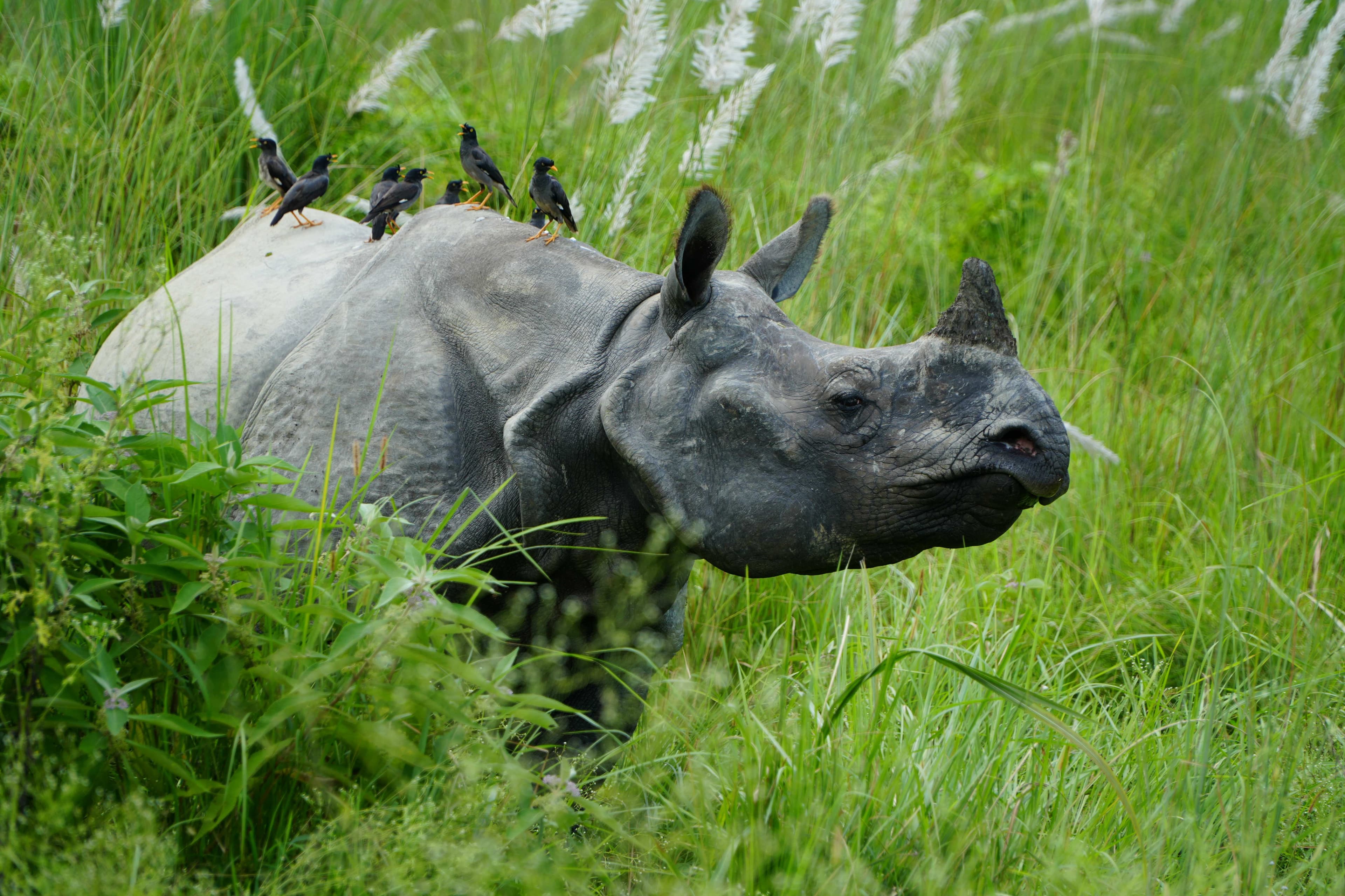 Wildlife Tour