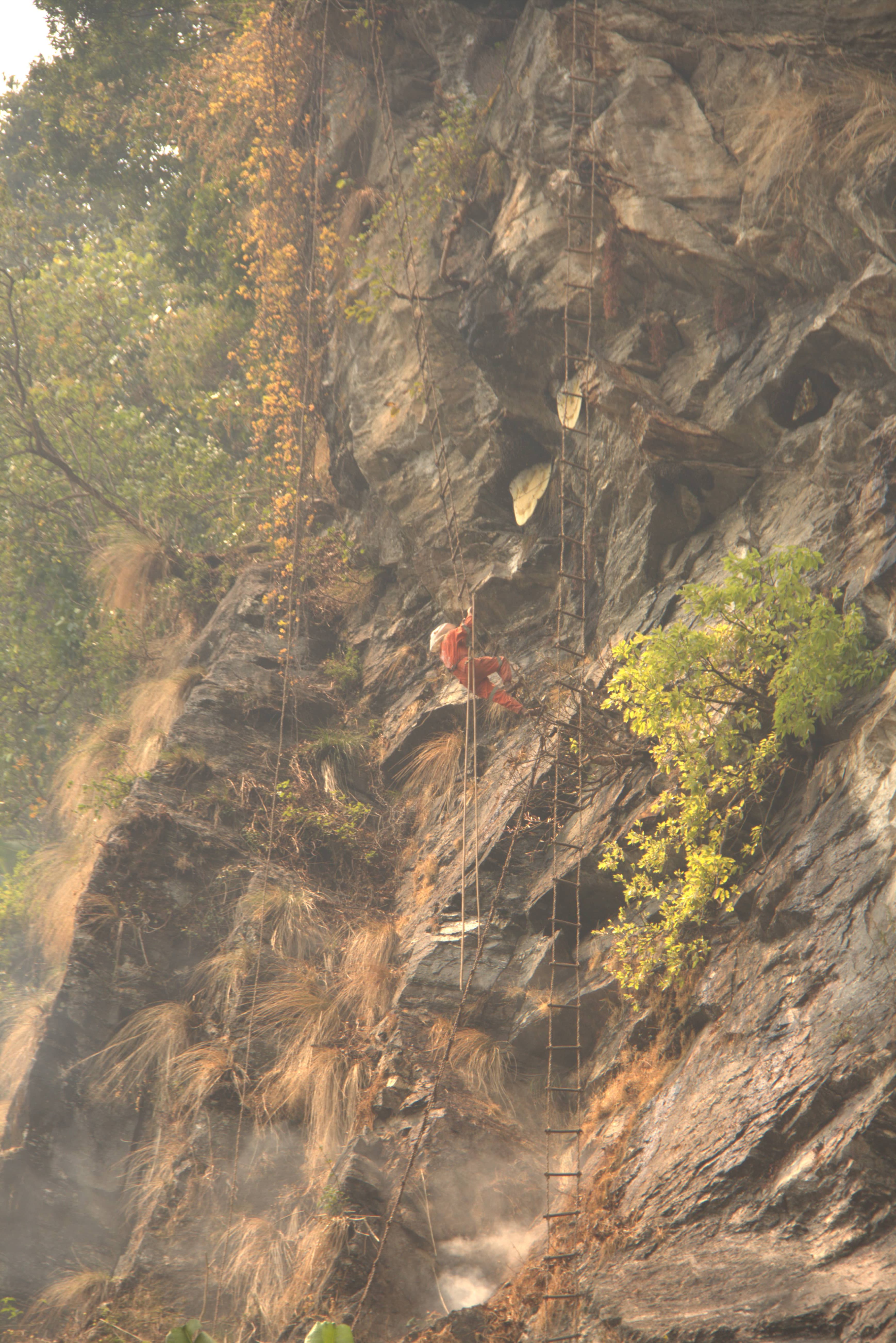 Honey Hunting